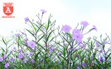 Đẹp ngỡ ngàng với con đường hoa tím bên dòng sông Tô Lịch